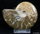 Beautiful Inch Polished Ammonite #3032-1
